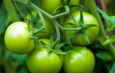 تصویر 3 از گوجه فرنگی سبز محلی ترش پخت